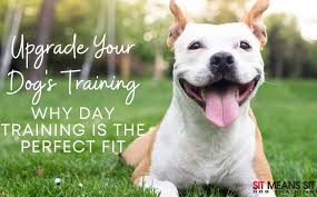 Obedience Immersion 2 week