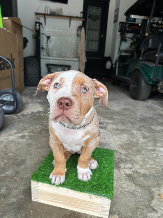 Puppy Foundation Camp